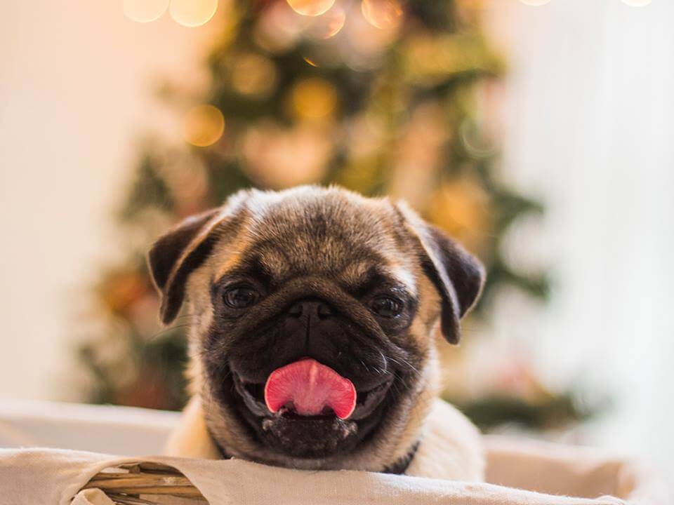 Pug for children