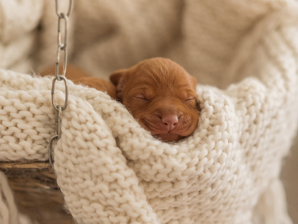 choosing a puppy