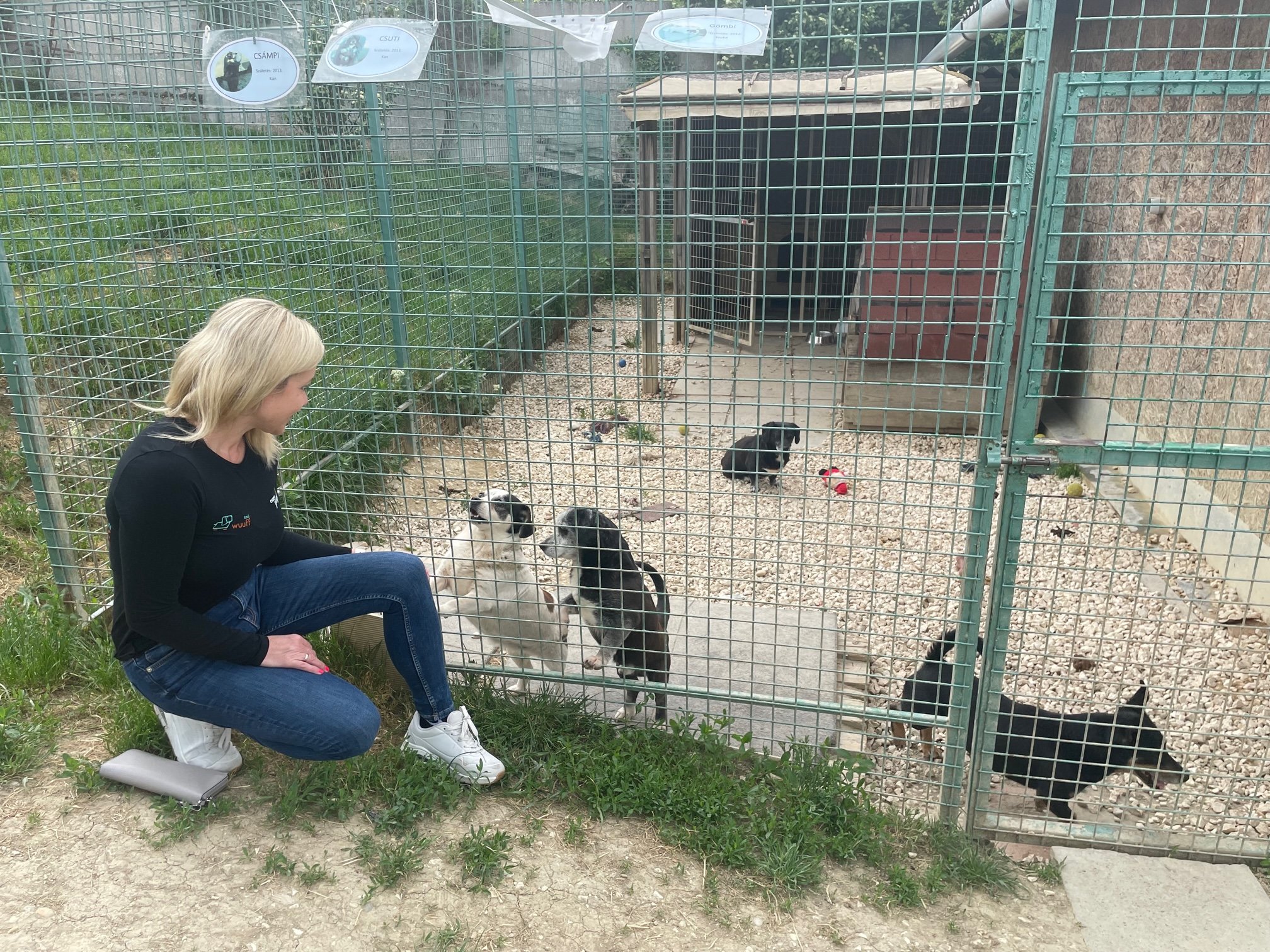 dog shelter