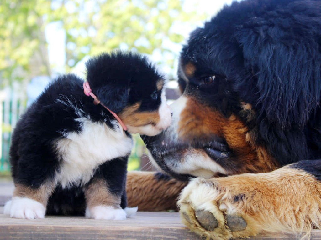 puppy and dog