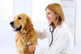 dog travel vet