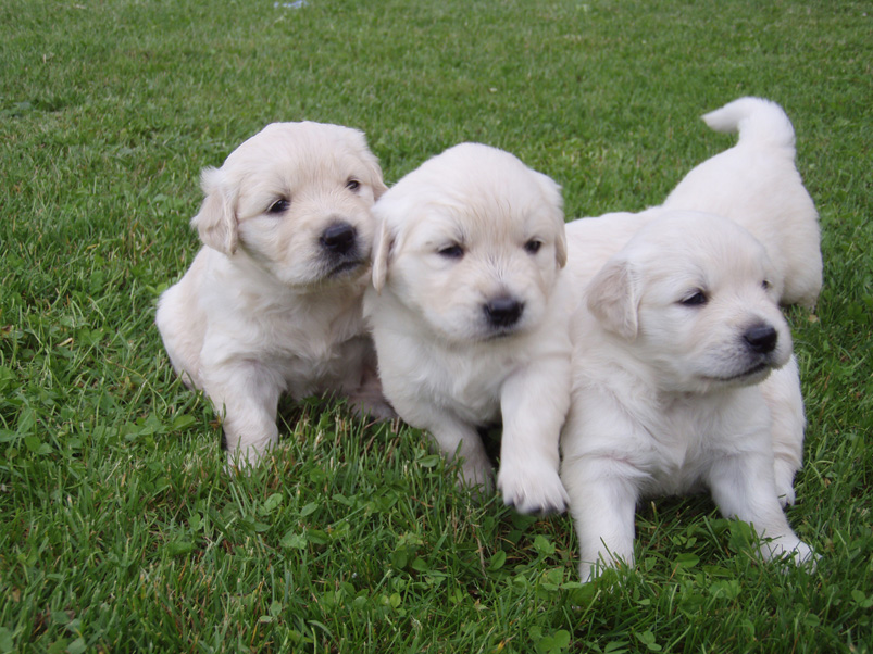 golden retriever SAUDI