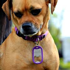 dog tag