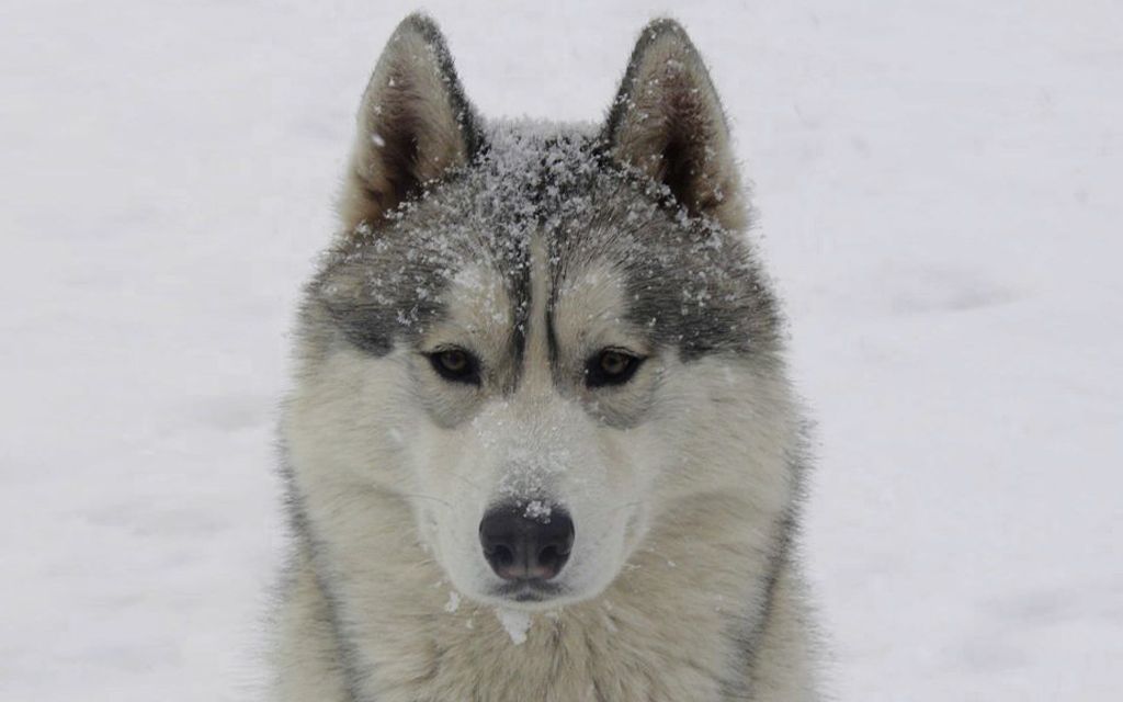 White with Silver markings Siberian Husky
