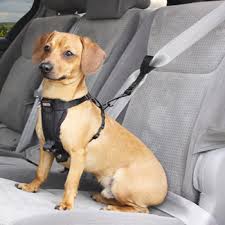dog car