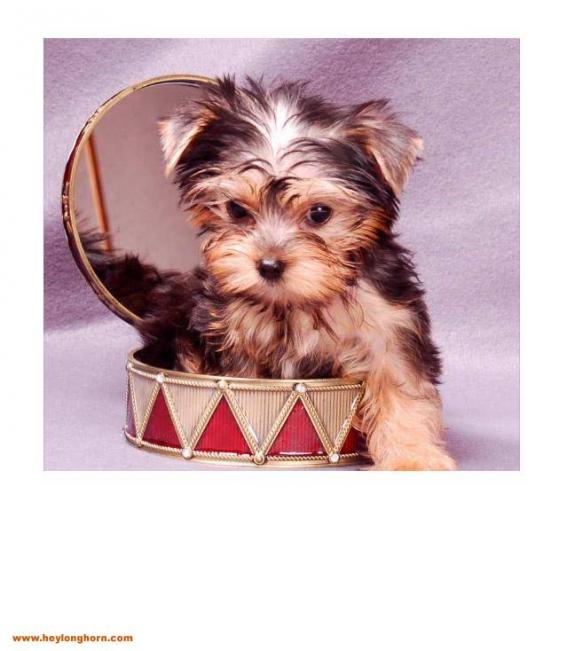 Yorkie