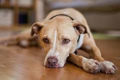 dog travel anxiety