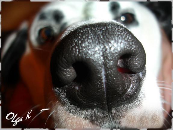 dog smell