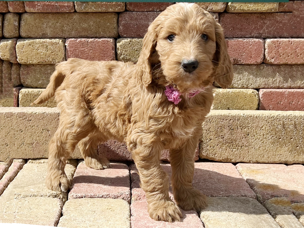 Euro Puppy Offers Hypoallergenic Dog Breeds!