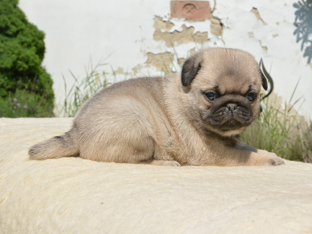 Pug puppy for sale