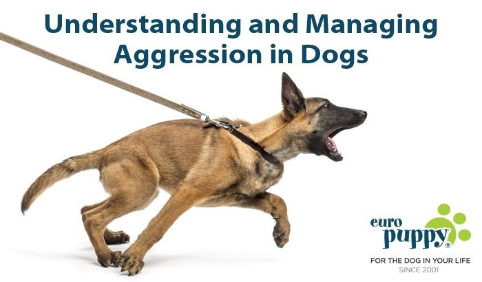 Understanding and Managing Aggression in Dogs
