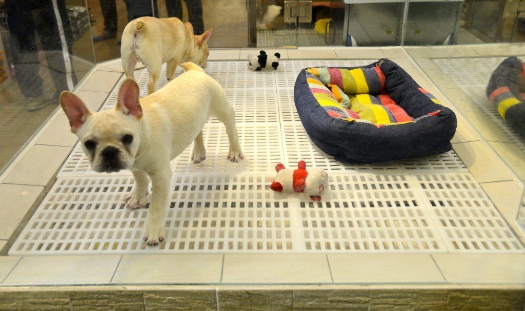 3 Secrets Revealed about Pet Store Puppies!