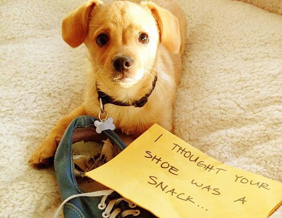 dog shaming