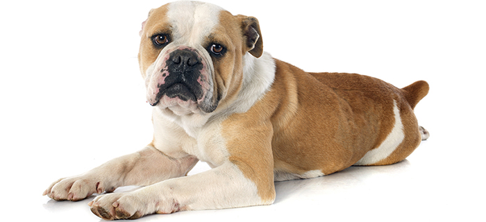 English Bulldogs insurance