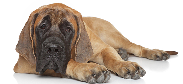 English Mastiff