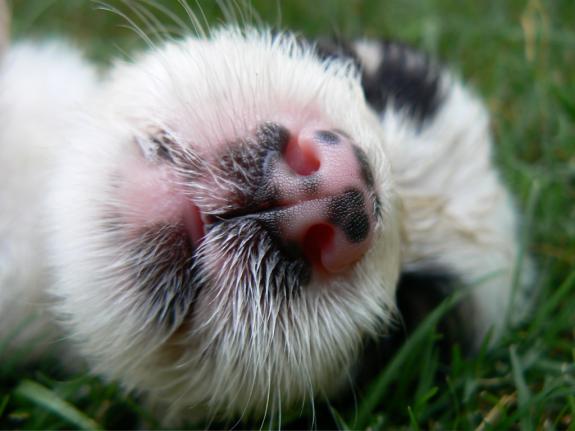 Dogs smelling out cancer