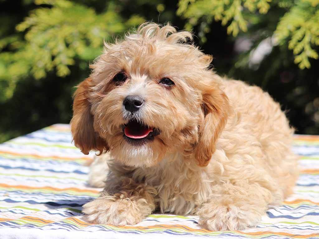 How big do Cavapoos get EuroPuppy