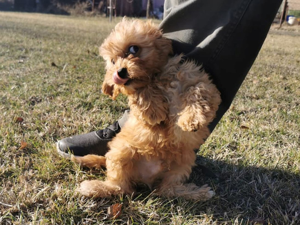 funny cavapoo