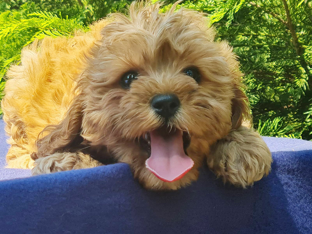 cavapoo environment