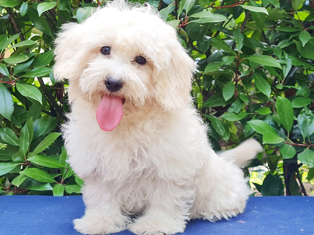 Maltipoo