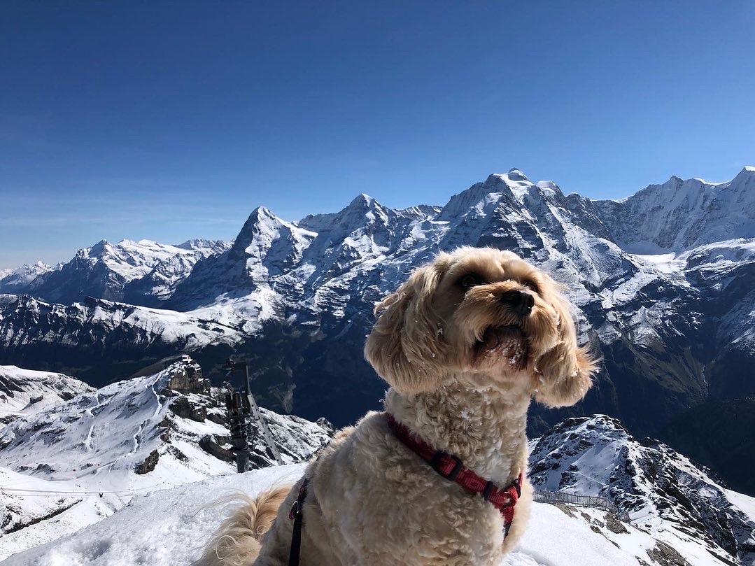 CAVAPOO EXERCISE