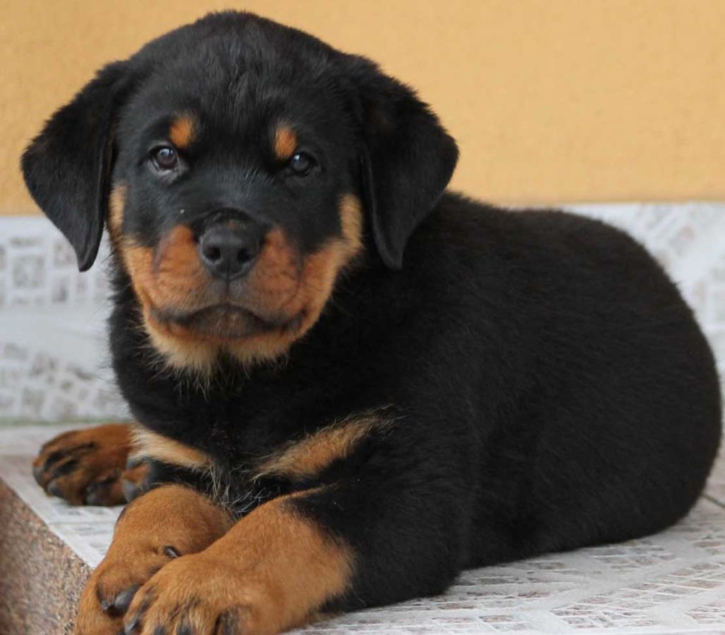 Rottweiler Training