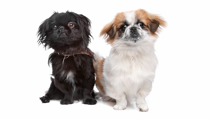 Japanese Chin And A Pekingese Dog