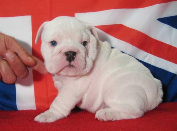 Beautiful Mini Bulldog