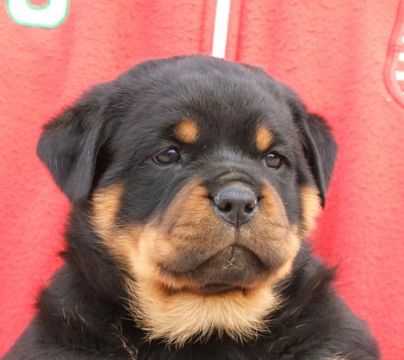 Amazing Rottweiler Puppy 
