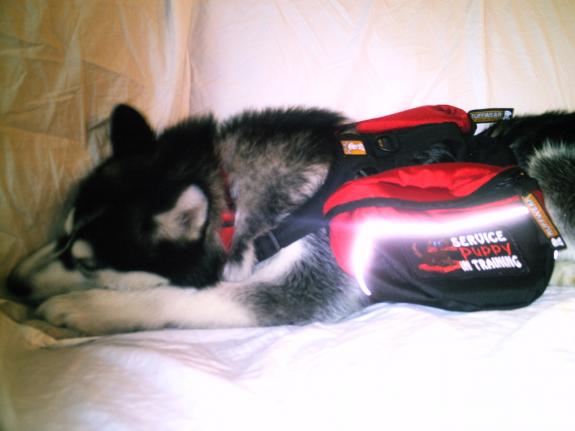 Siberian Husky Guide Dog 