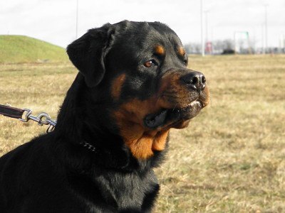 Rottweiler adult