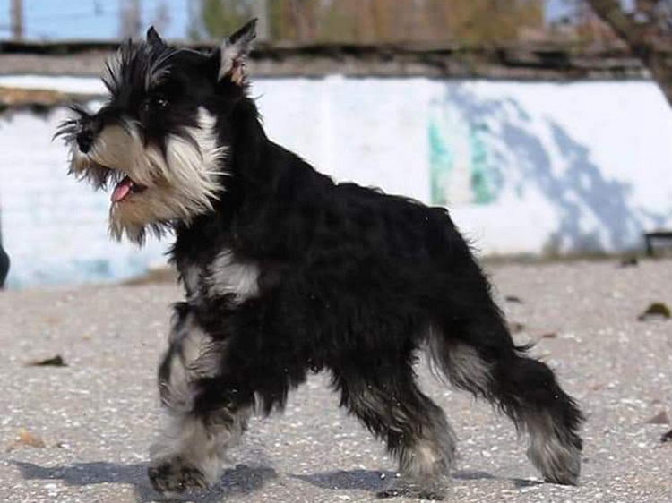Miniature Schnauzer hypoallergenic
