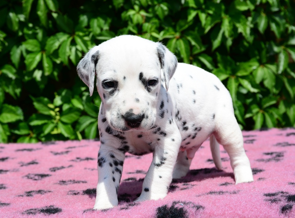 dalmatian puppy