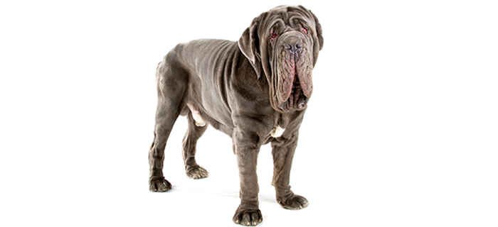 Neapolitan Mastiff