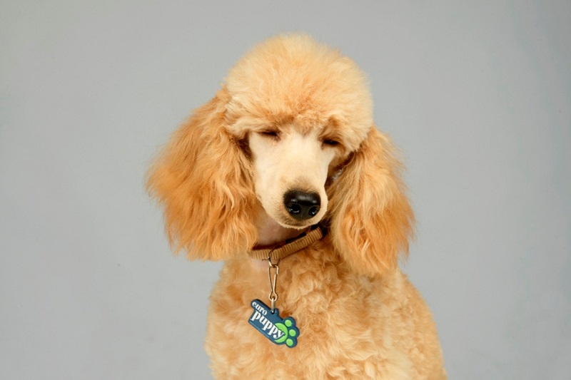Poodle Training