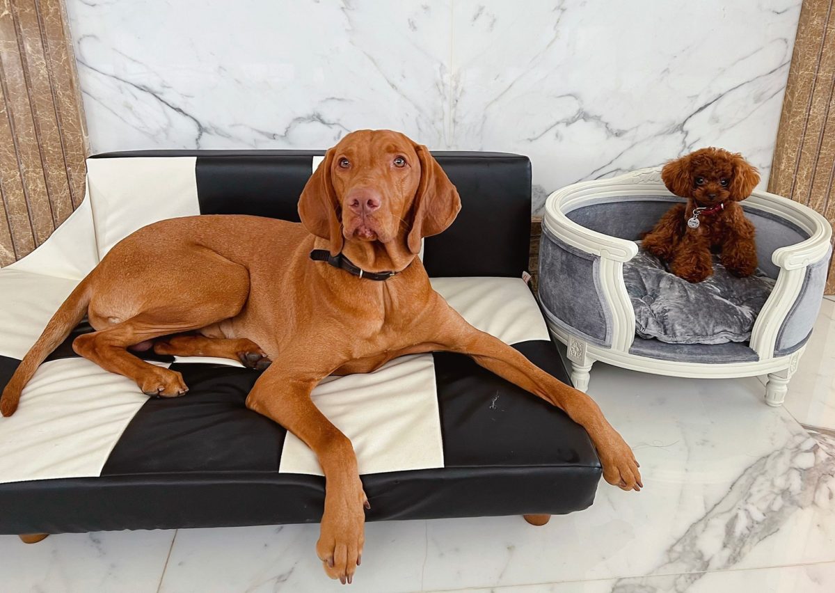 Adopt or Buy a Dog – What Should You Do?