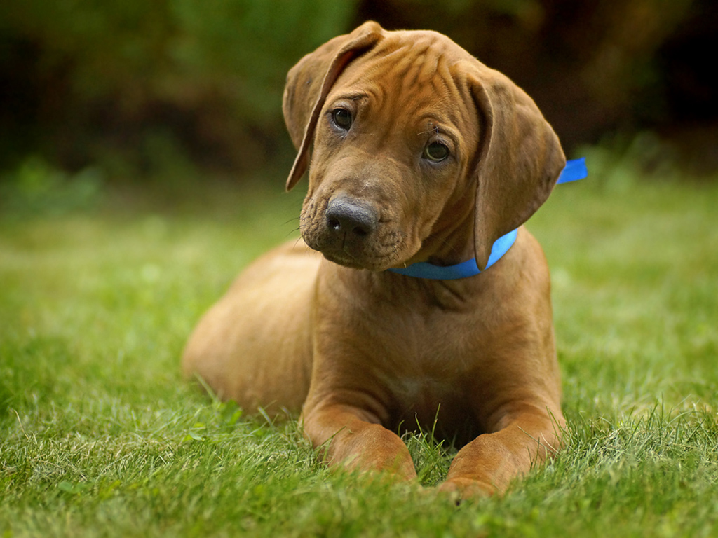 Why Do Rhodesian Ridgebacks Have a Ridge on Their Backs?