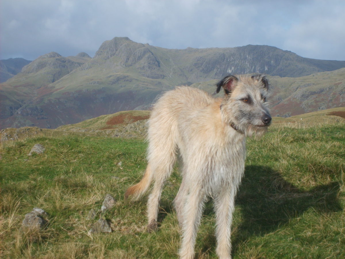 7 Best Dog Boots for Hiking