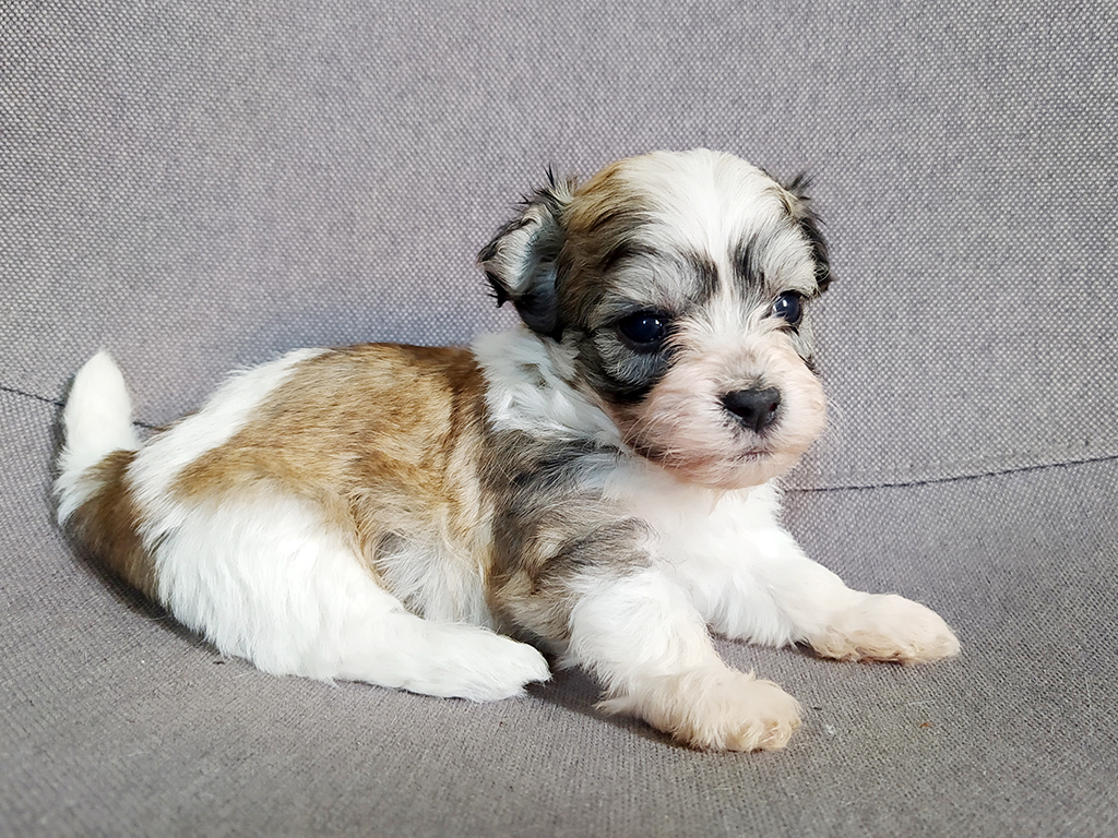 Havanese Dubai