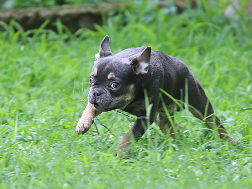 FRENCH BULLDOG GRASS AWN