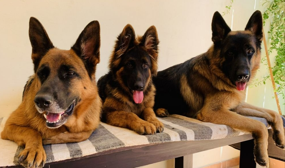 German Shepherd Puppy ears. How to help those ears stand up!