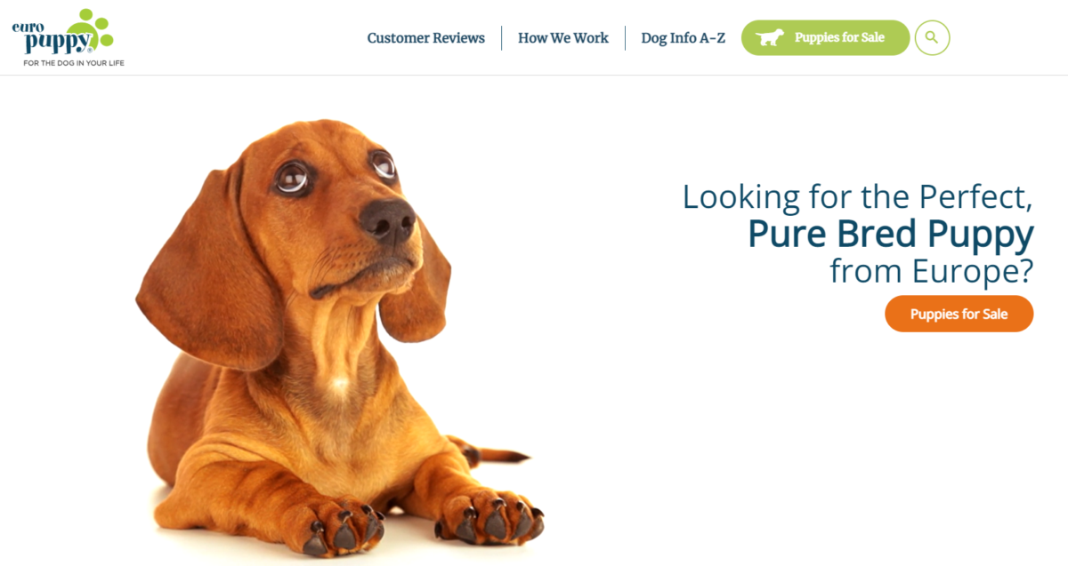 Surprising results in Euro Puppy’s Customer Satisfaction Survey