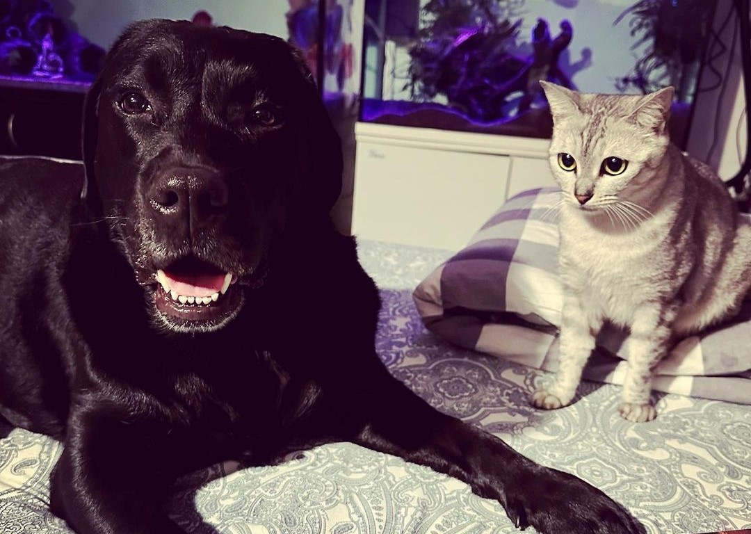How To: Introducing Puppy to Cat