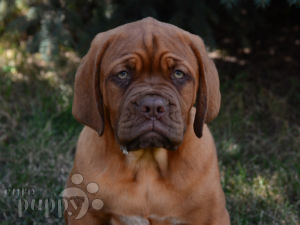 Dogue de Bordeaux puppy