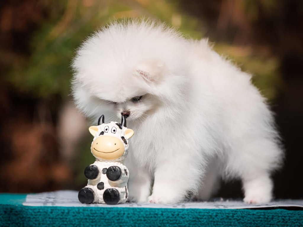 small breed weight