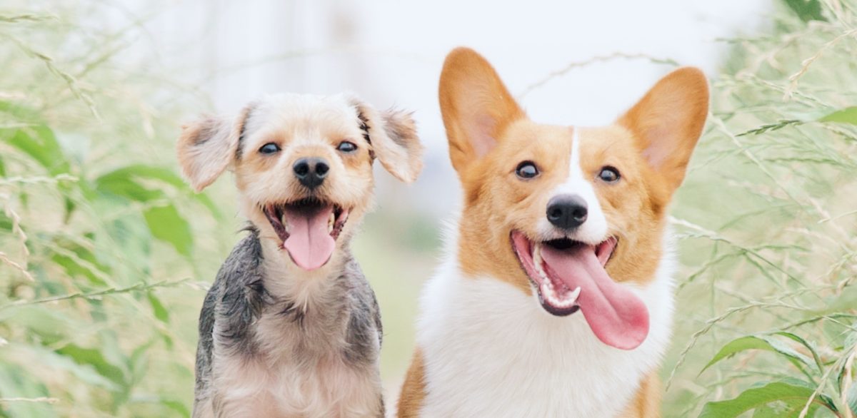 How Many Dog Breeds Are There?