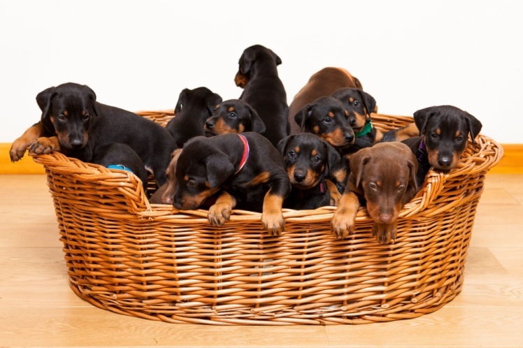Puppy Mill Breeders: The TRUTH Revealed!
