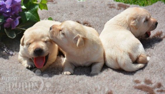 puppy's EuroPuppy
