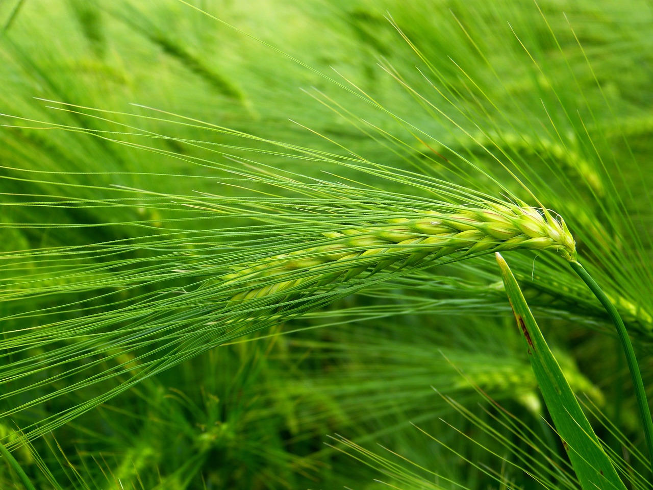 GRASS AWN DOGS
