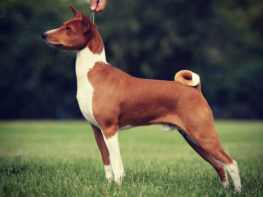 Basenji